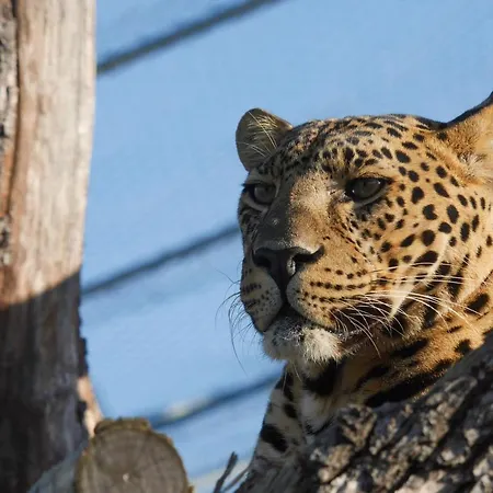 Πανσιόν Dunaj 3*