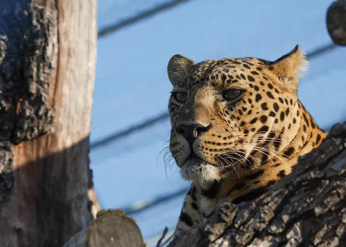 بيت ضيافة Dunaj 3*